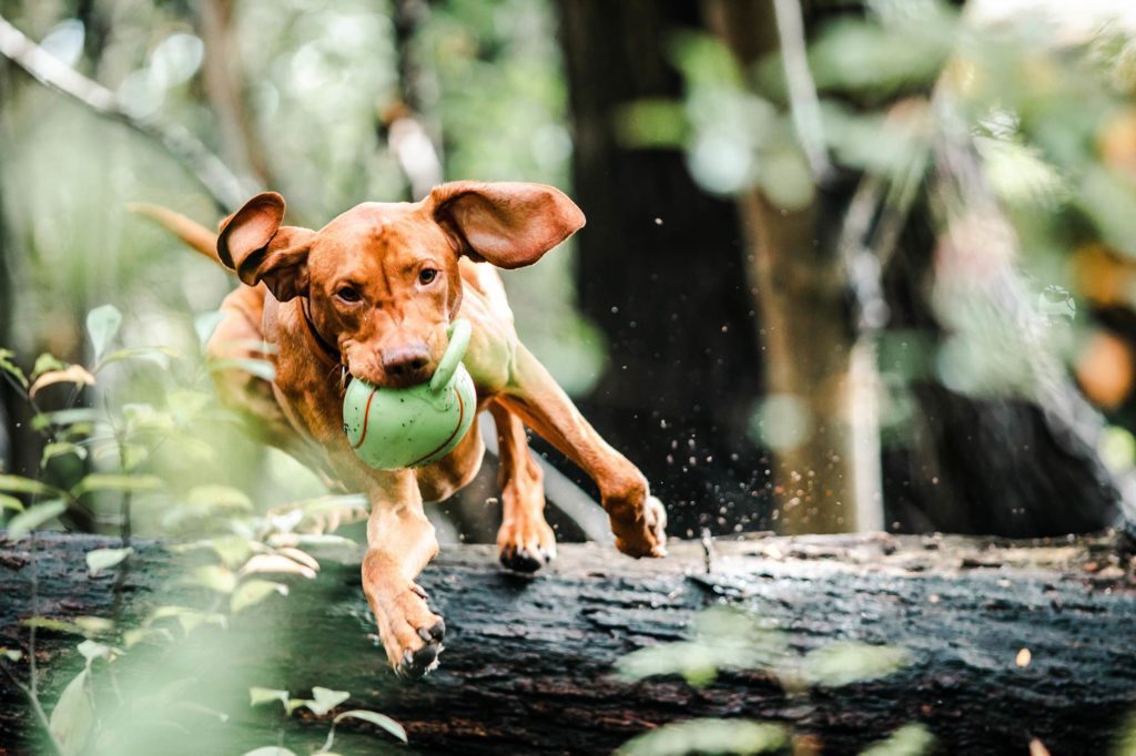 Red dog jumping over tree with ball in mouth.