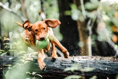 Red dog jumping over tree with ball in mouth.