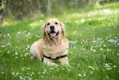 White dog laying on grass outside.