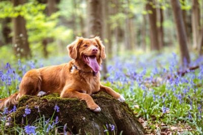 Red dog sitting on rock outside in a forest.