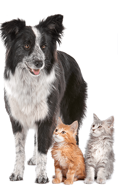 A dog and 2 cats standing on a white studio background.