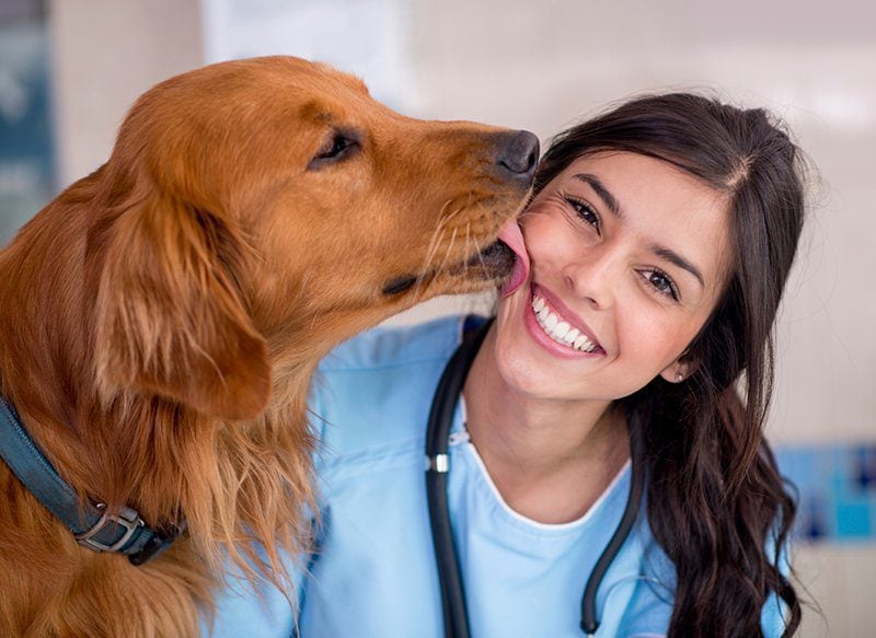 Golden Retriever giving a female veterinarian a kiss on the face