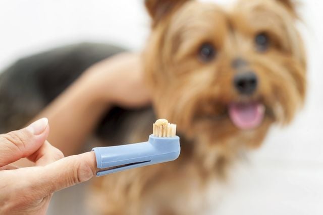 Small brown dog waiting to have its teeth brushed.